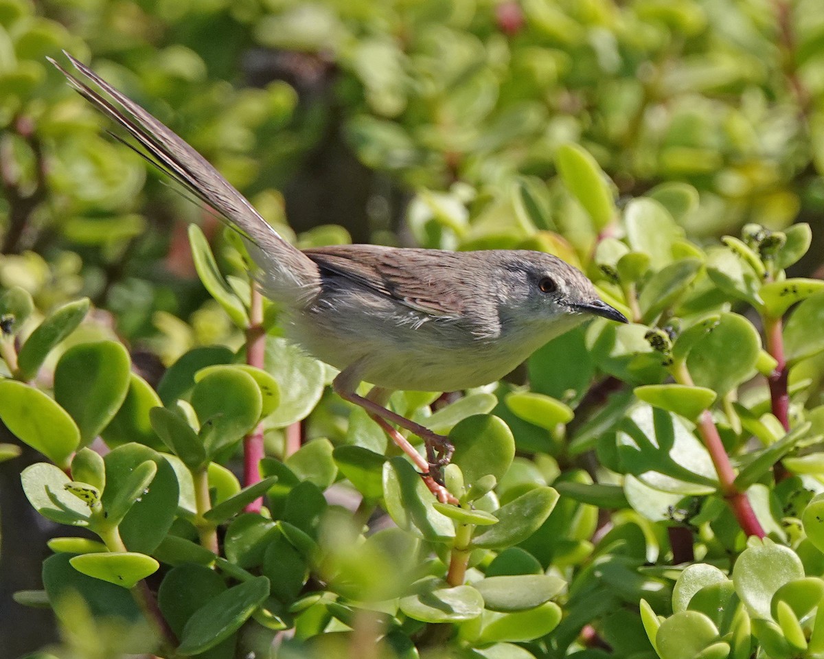 prinie jihoasijská - ML140739751