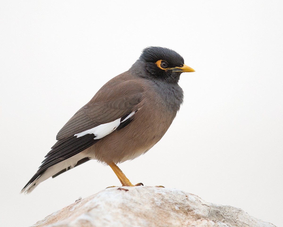 majna obecná - ML140739771