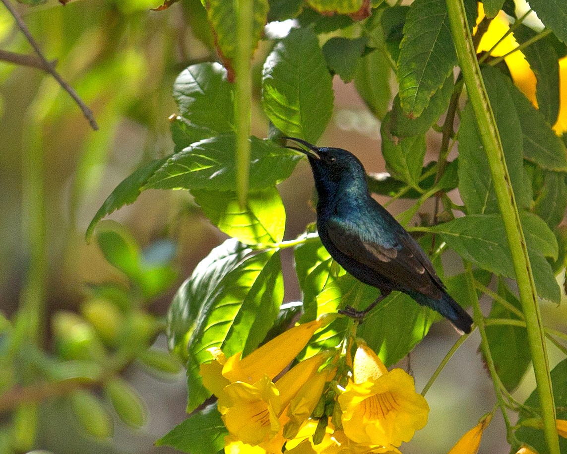 strdimil fialový - ML140739781