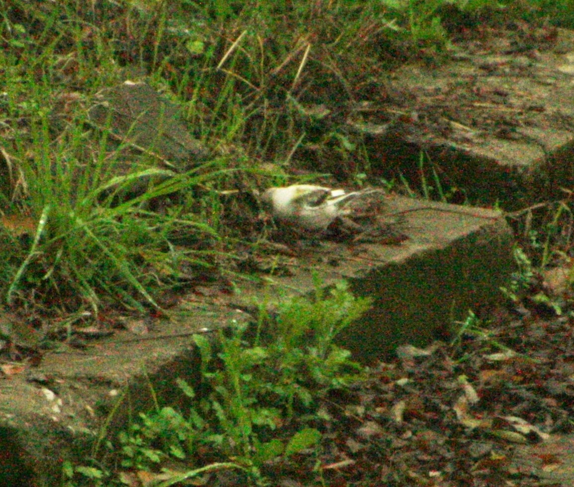 Common Chaffinch - ML140740161