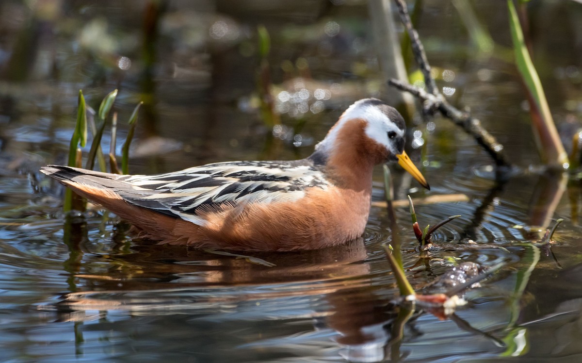 polarsvømmesnipe - ML140740591