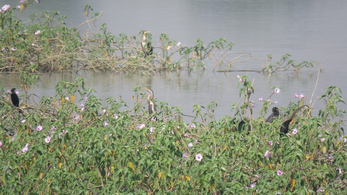 Oriental Darter - ML140740881