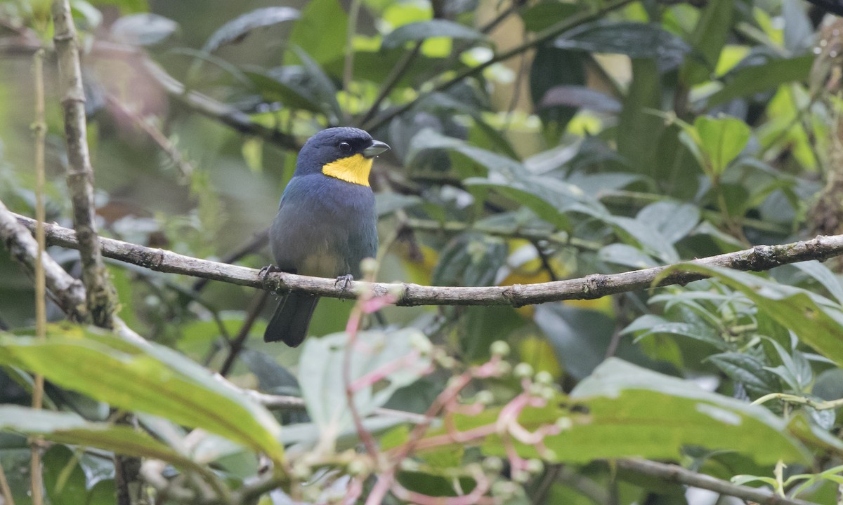 Purplish-mantled Tanager - ML140742531