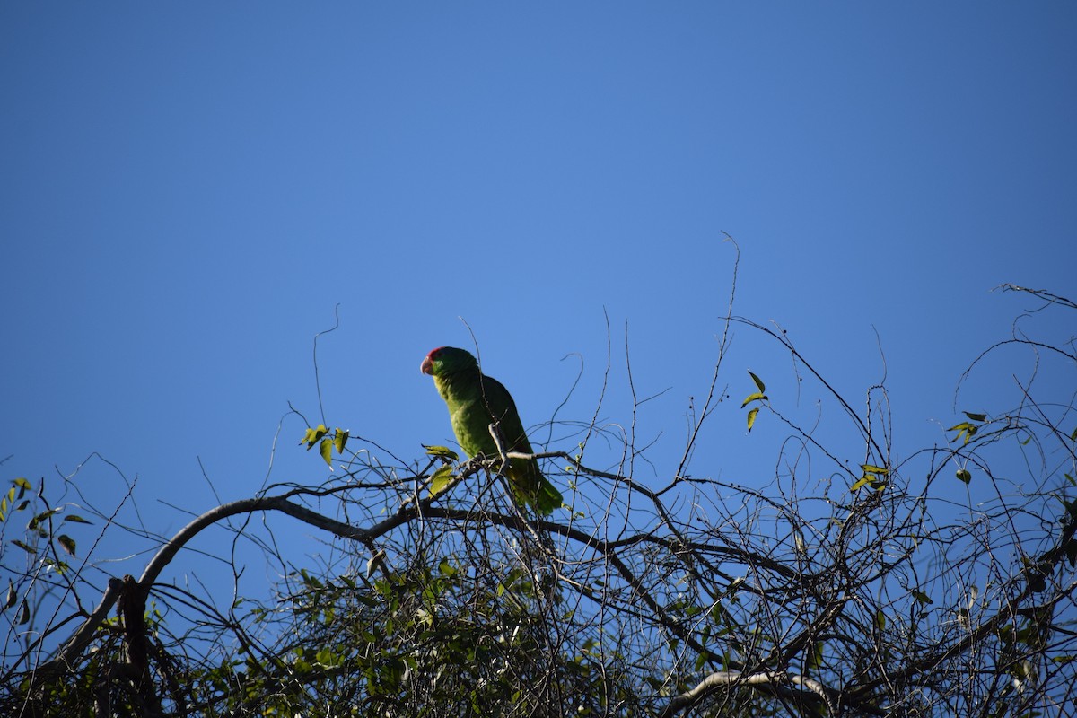 Red-crowned Parrot - ML140743231