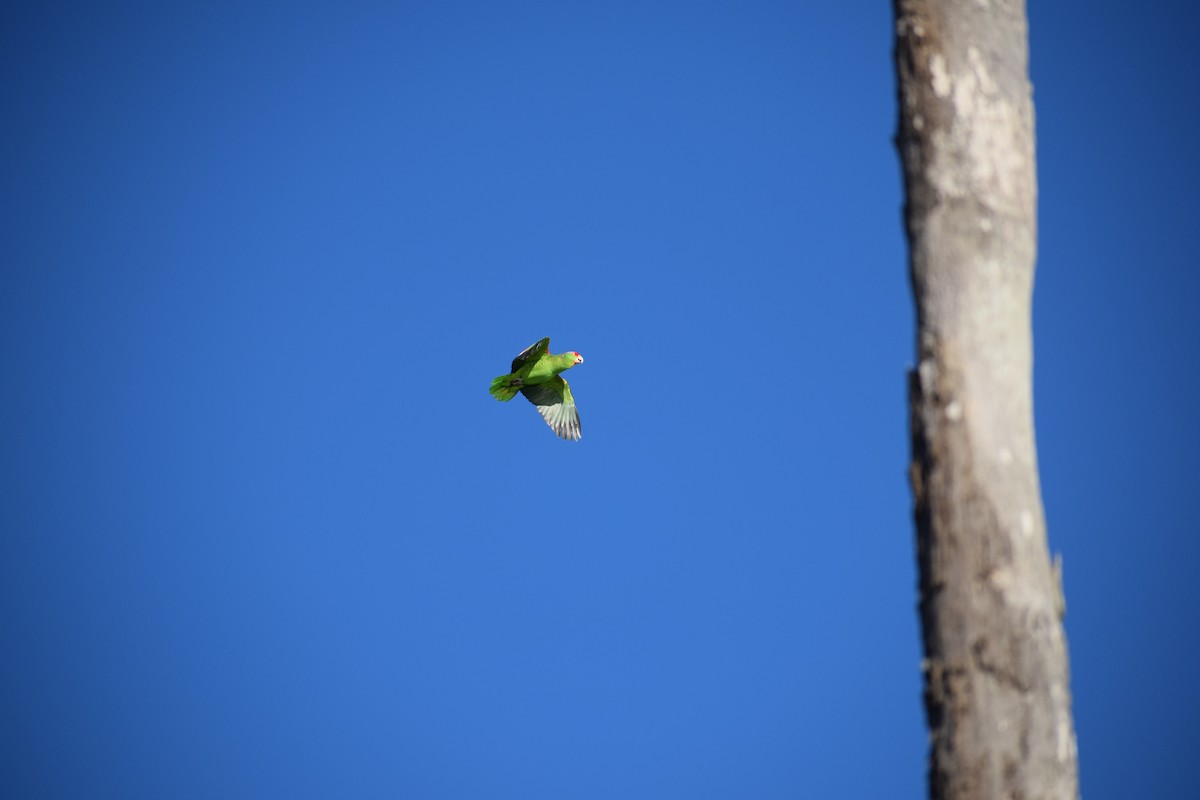 Red-crowned Parrot - ML140743241