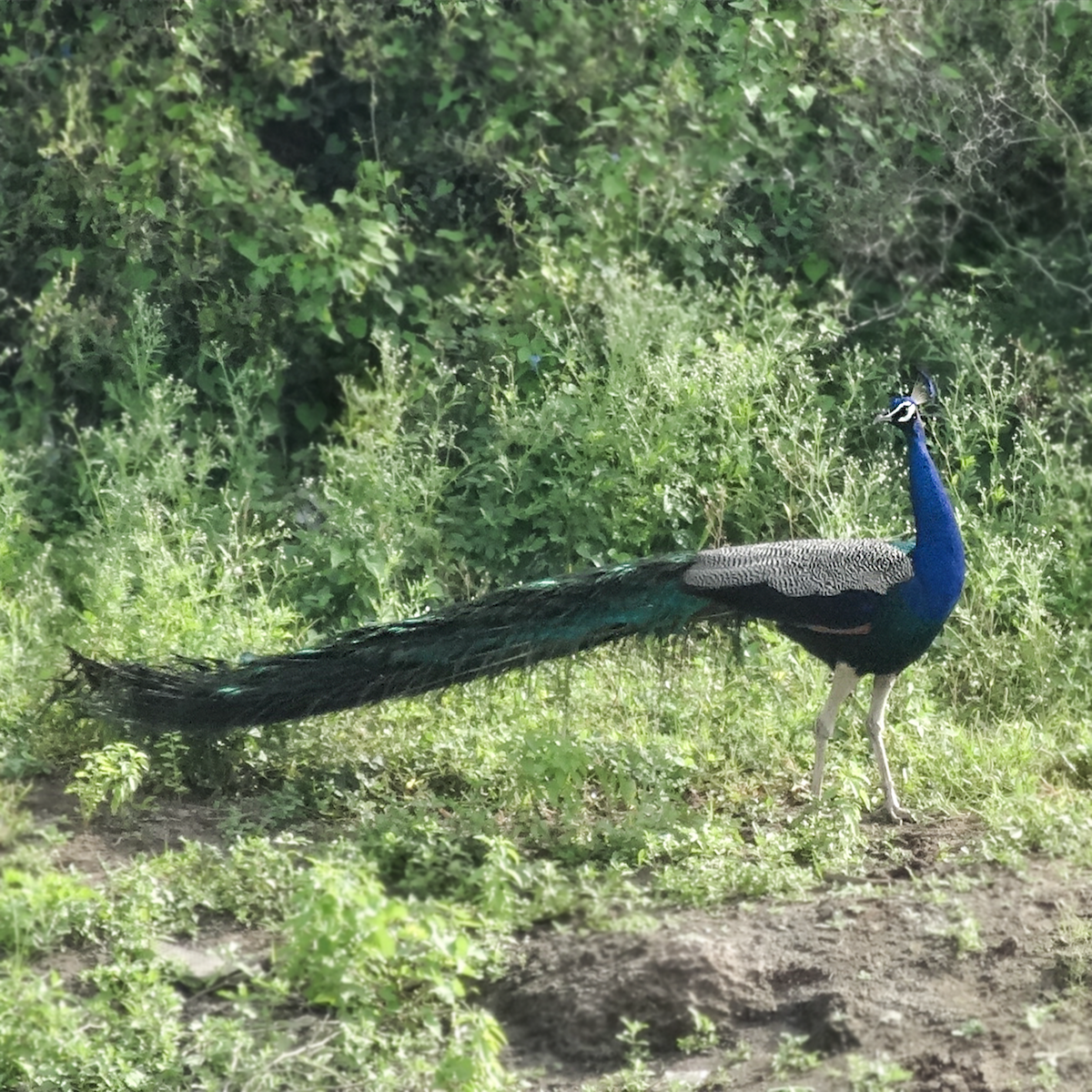 Indian Peafowl - ML140743591