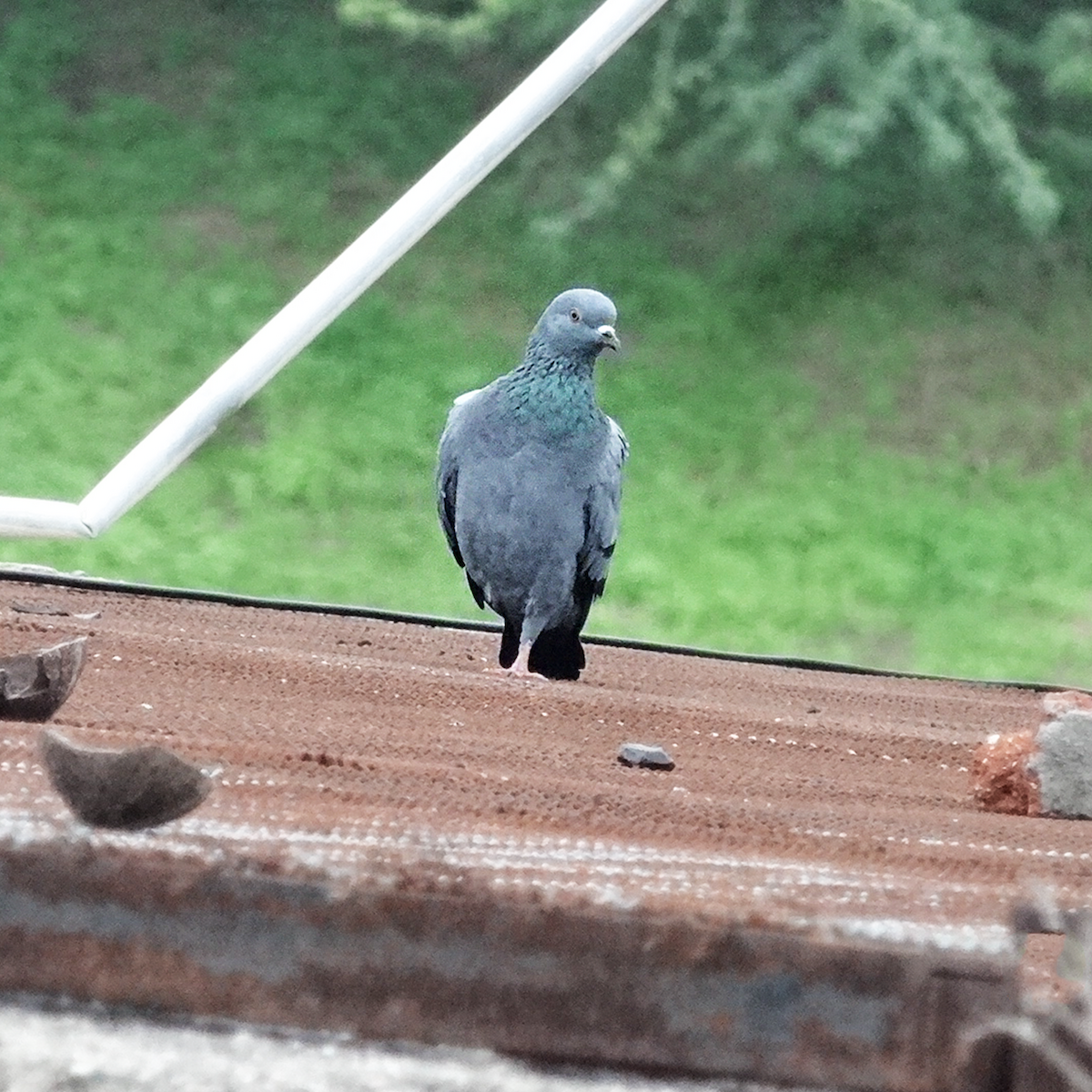 Rock Pigeon (Feral Pigeon) - ML140743641