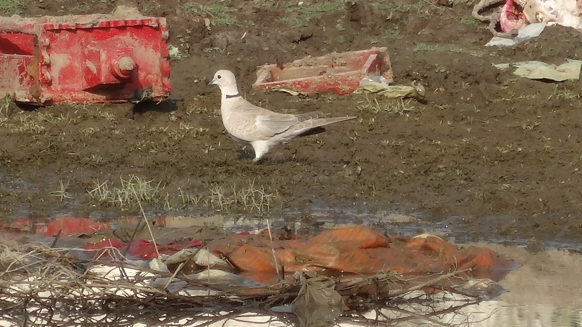 Eurasian Collared-Dove - ML140743691