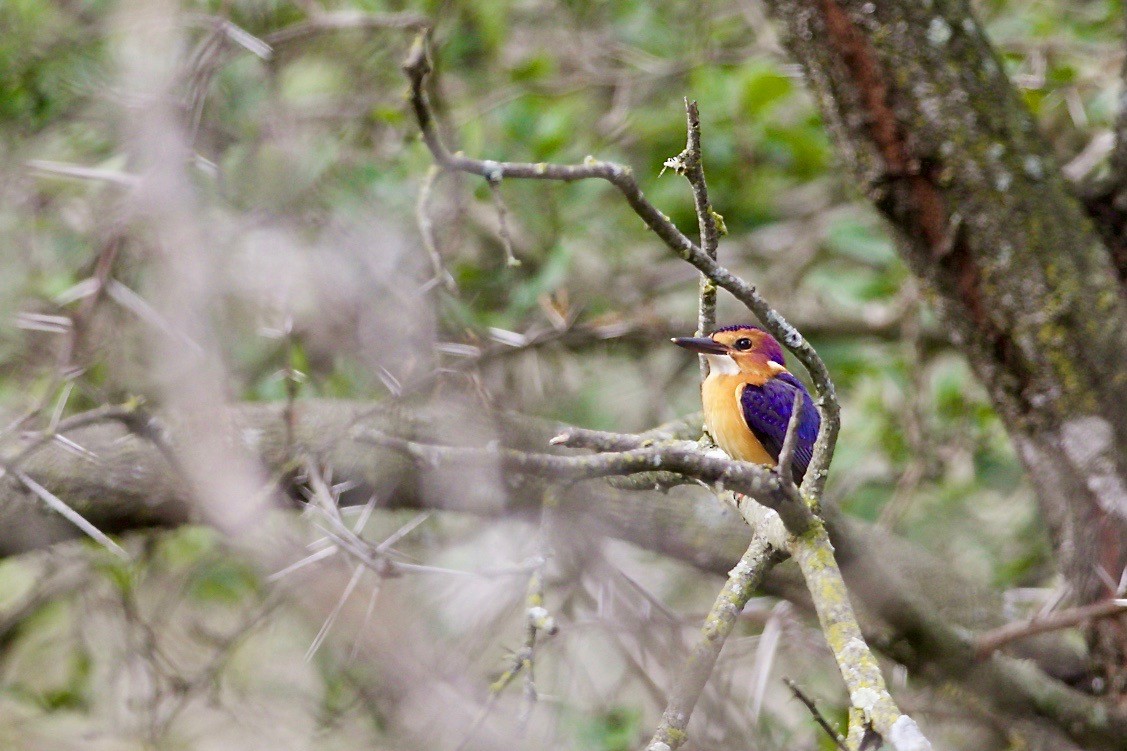 African Pygmy Kingfisher - ML140743721