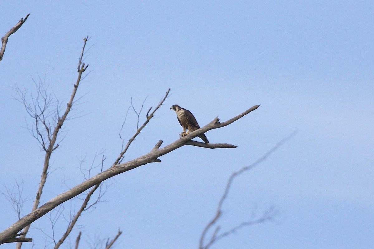 Lanner Falcon - ML140743781