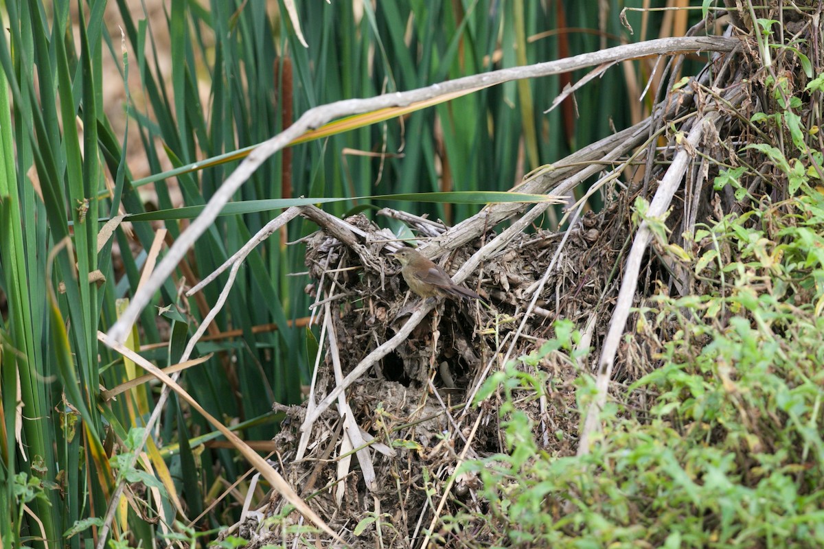 Little Rush Warbler - ML140743831