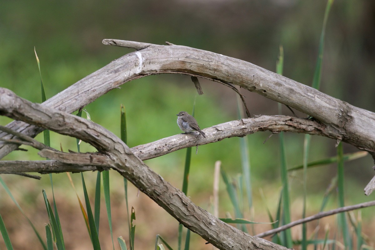 African Dusky Flycatcher - ML140743861