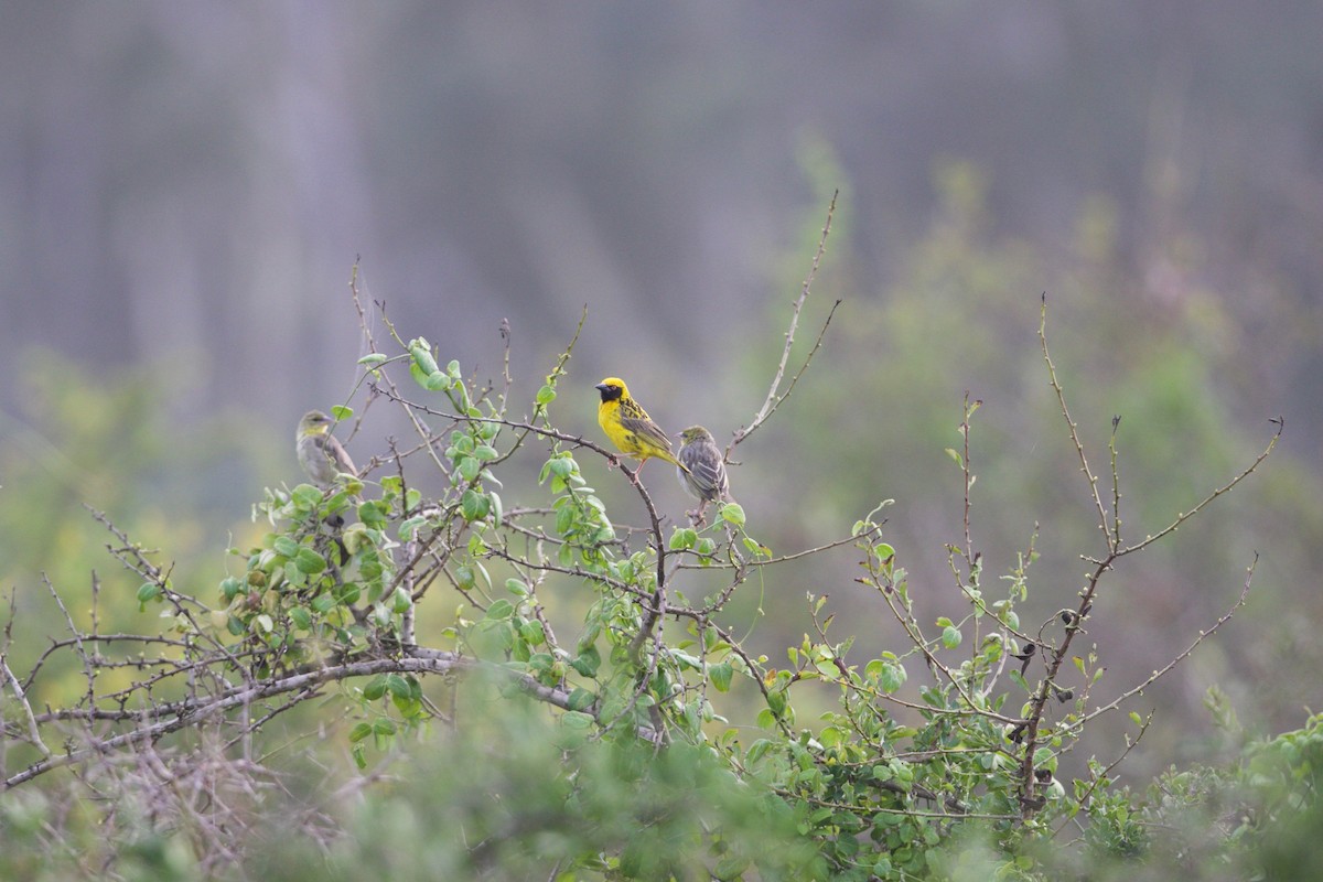 Village Weaver - ML140743881