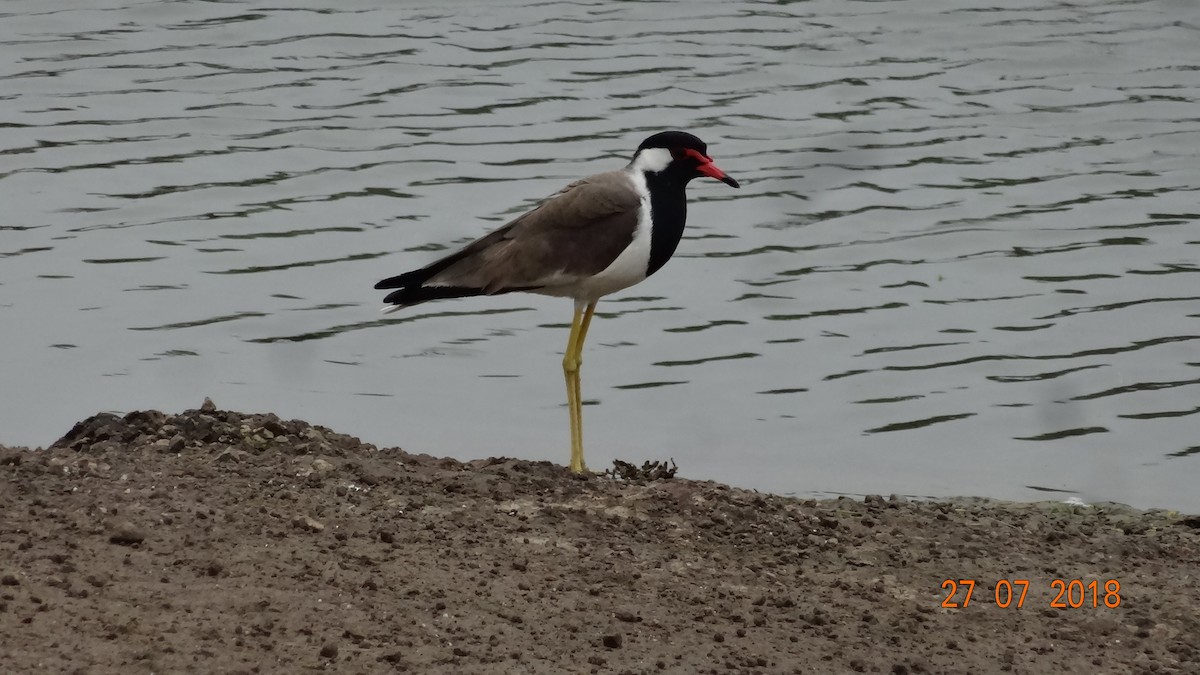 Red-wattled Lapwing - ML140743921