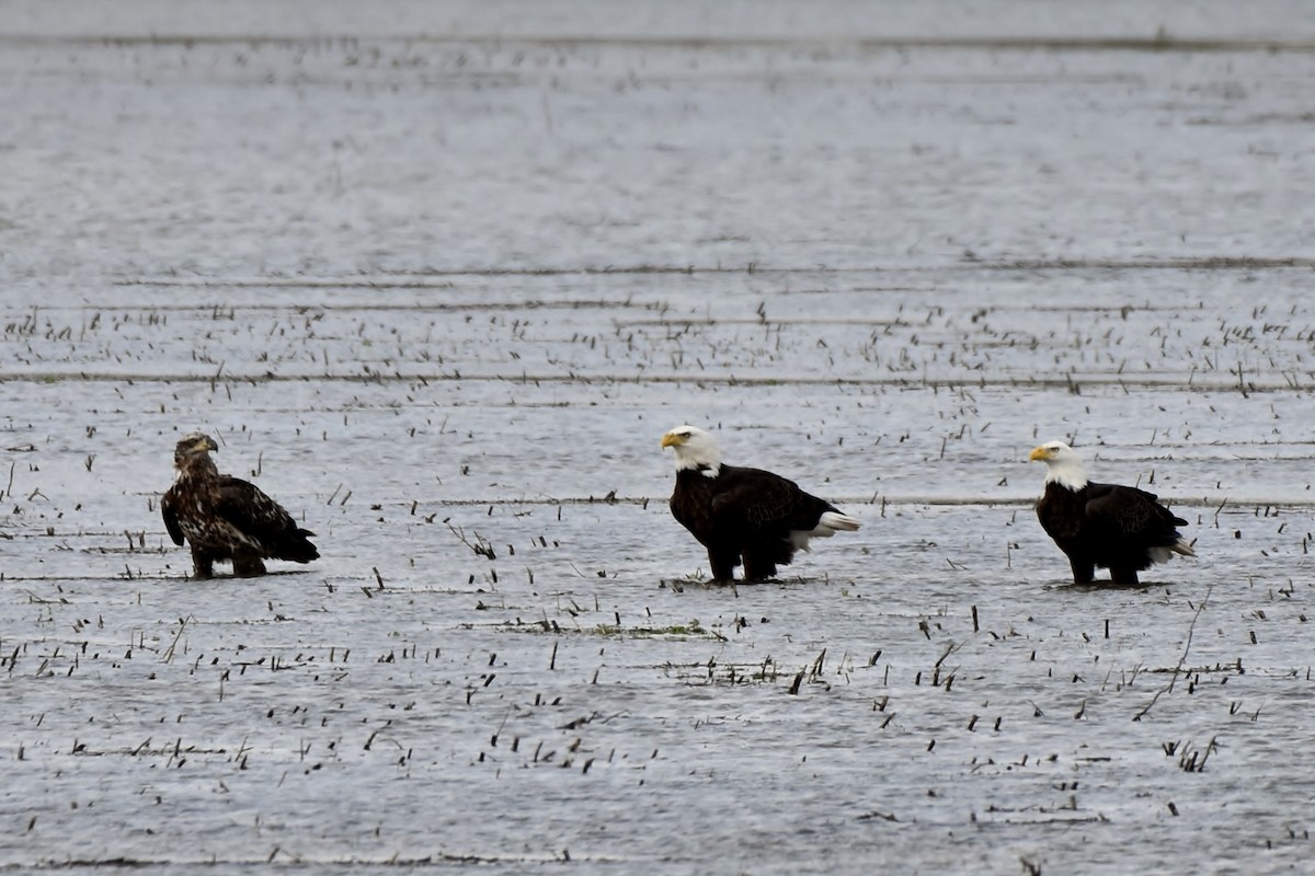 Bald Eagle - ML140744511