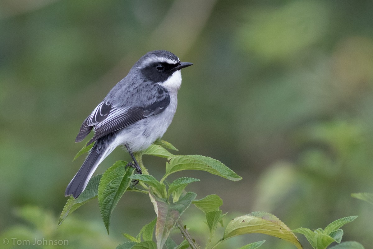 Gray Bushchat - Tom Johnson