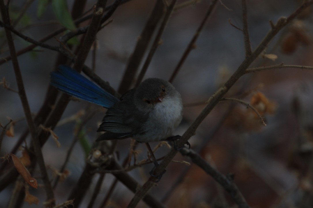 Splendid Fairywren - Bruce  McLennan