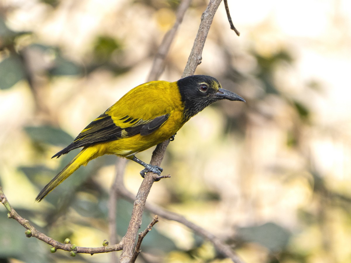 Black-hooded Oriole - Debasis Das