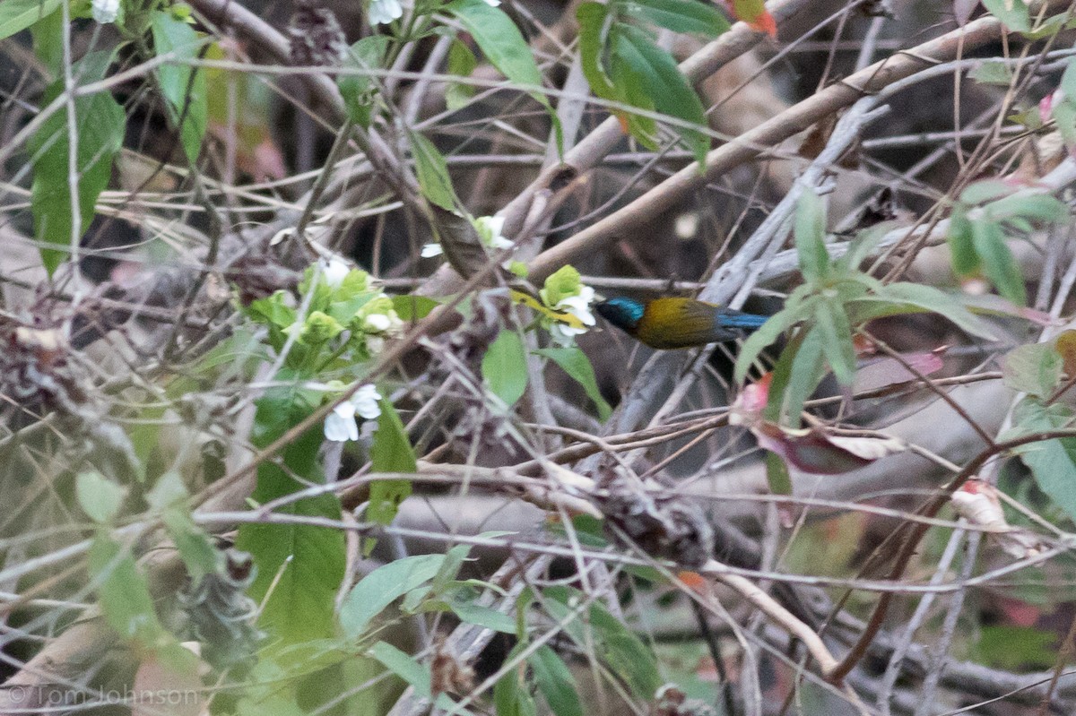 Green-tailed Sunbird - ML140745511