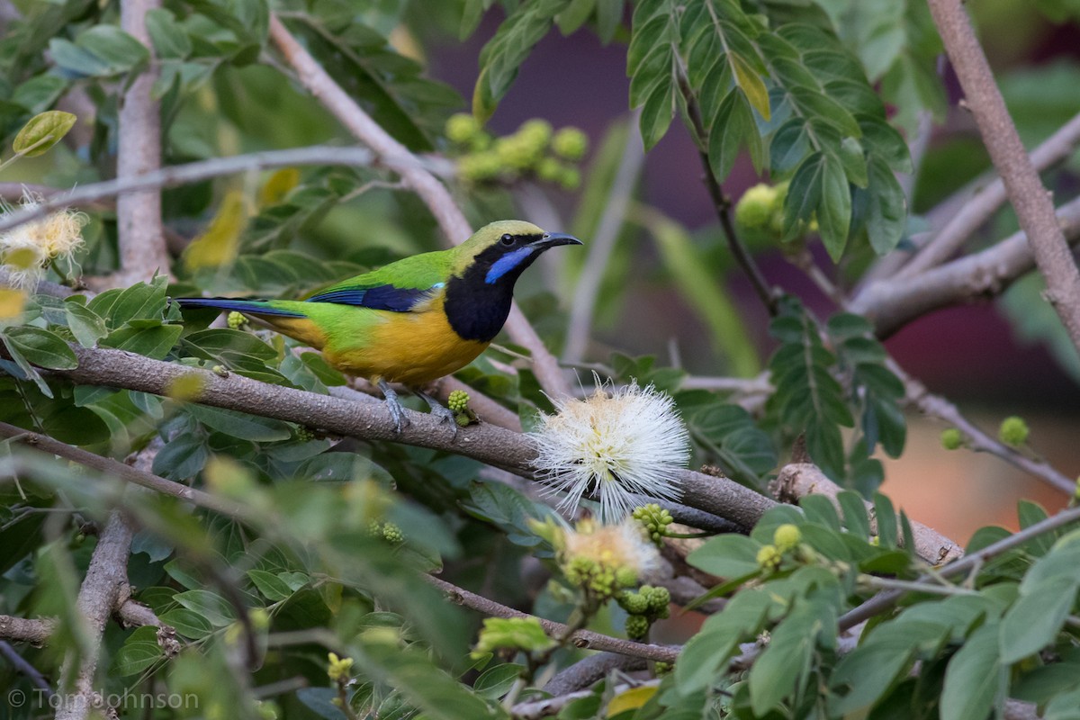 Orange-bellied Leafbird - ML140745641