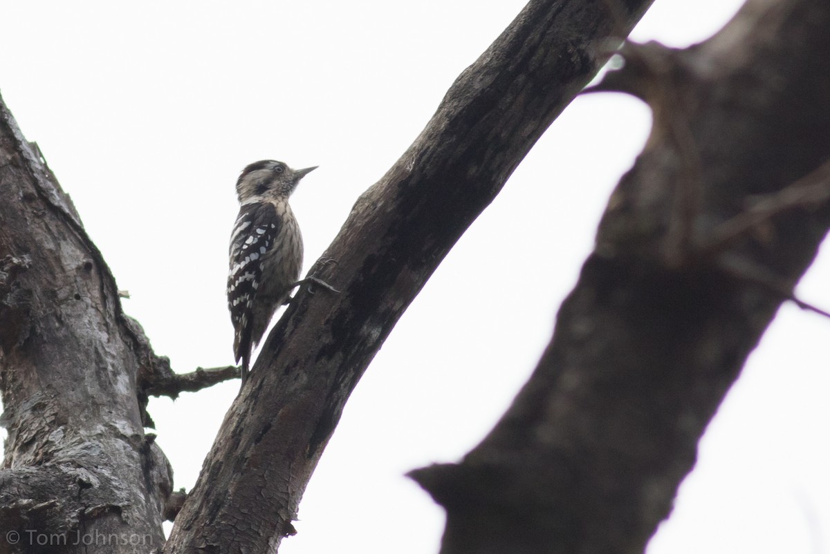 Gray-capped Pygmy Woodpecker - ML140745711