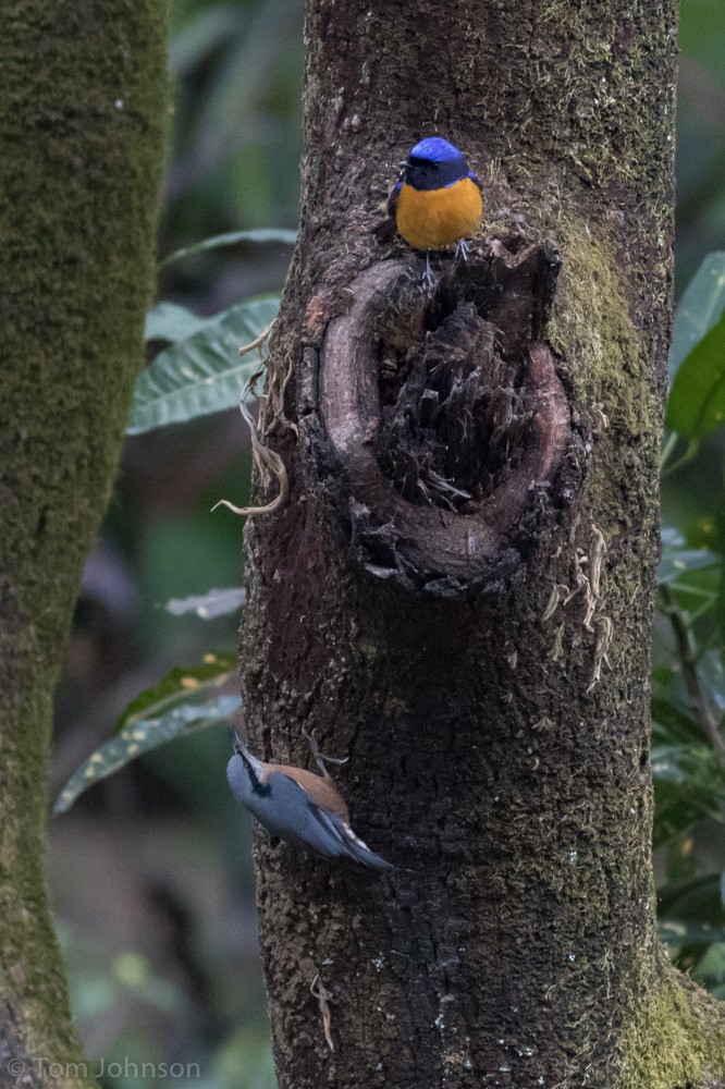 Rufous-bellied Niltava - ML140745721