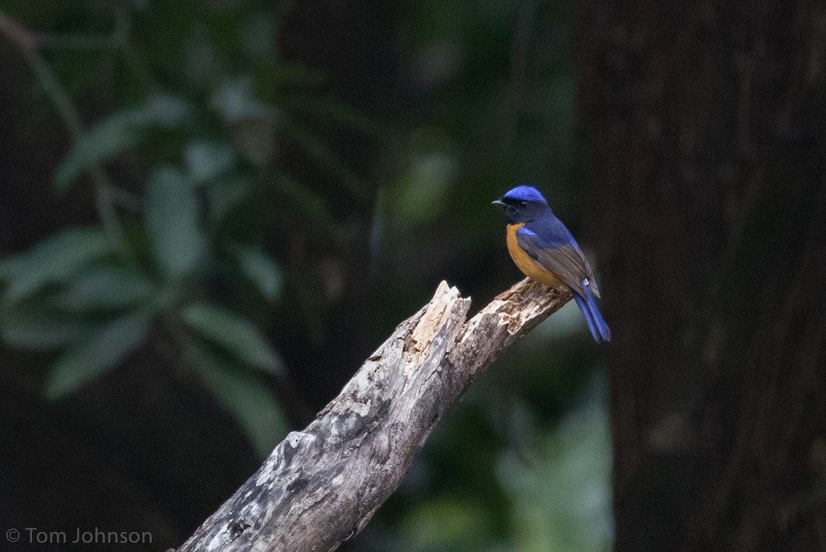 Rufous-bellied Niltava - ML140745731