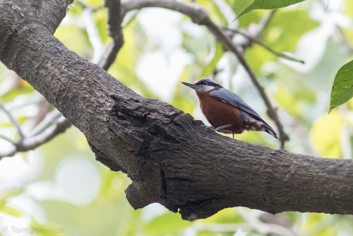 Chestnut-bellied Nuthatch - ML140745761