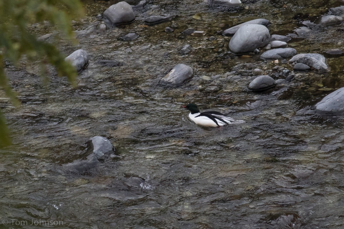 Common Merganser - ML140746031