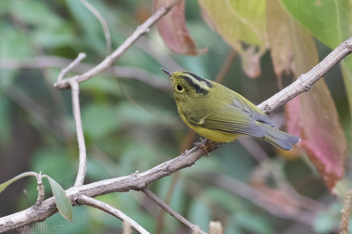 Whistler's Warbler - ML140746051