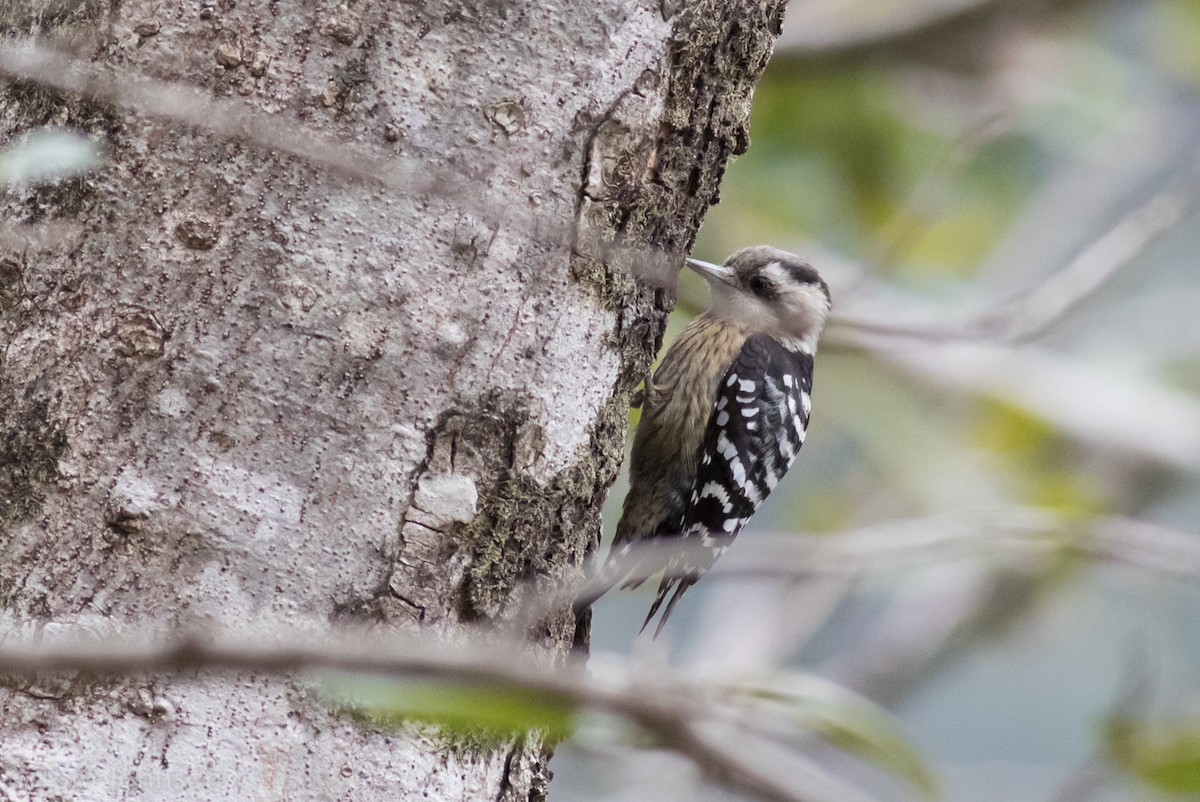 Gray-capped Pygmy Woodpecker - ML140746091