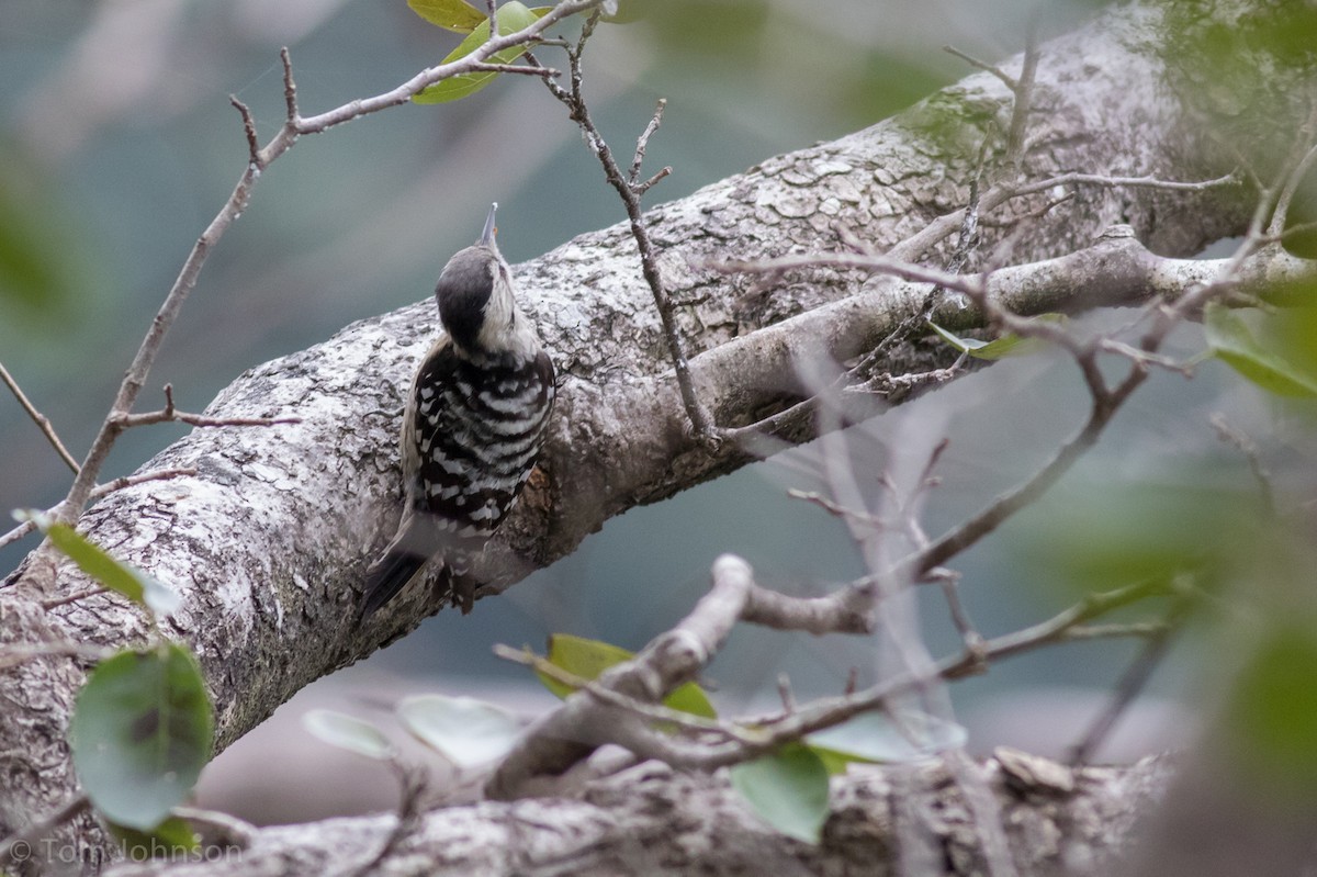 Gray-capped Pygmy Woodpecker - ML140746101