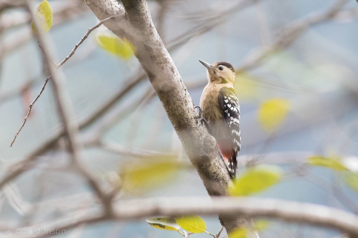 Fulvous-breasted Woodpecker - Tom Johnson