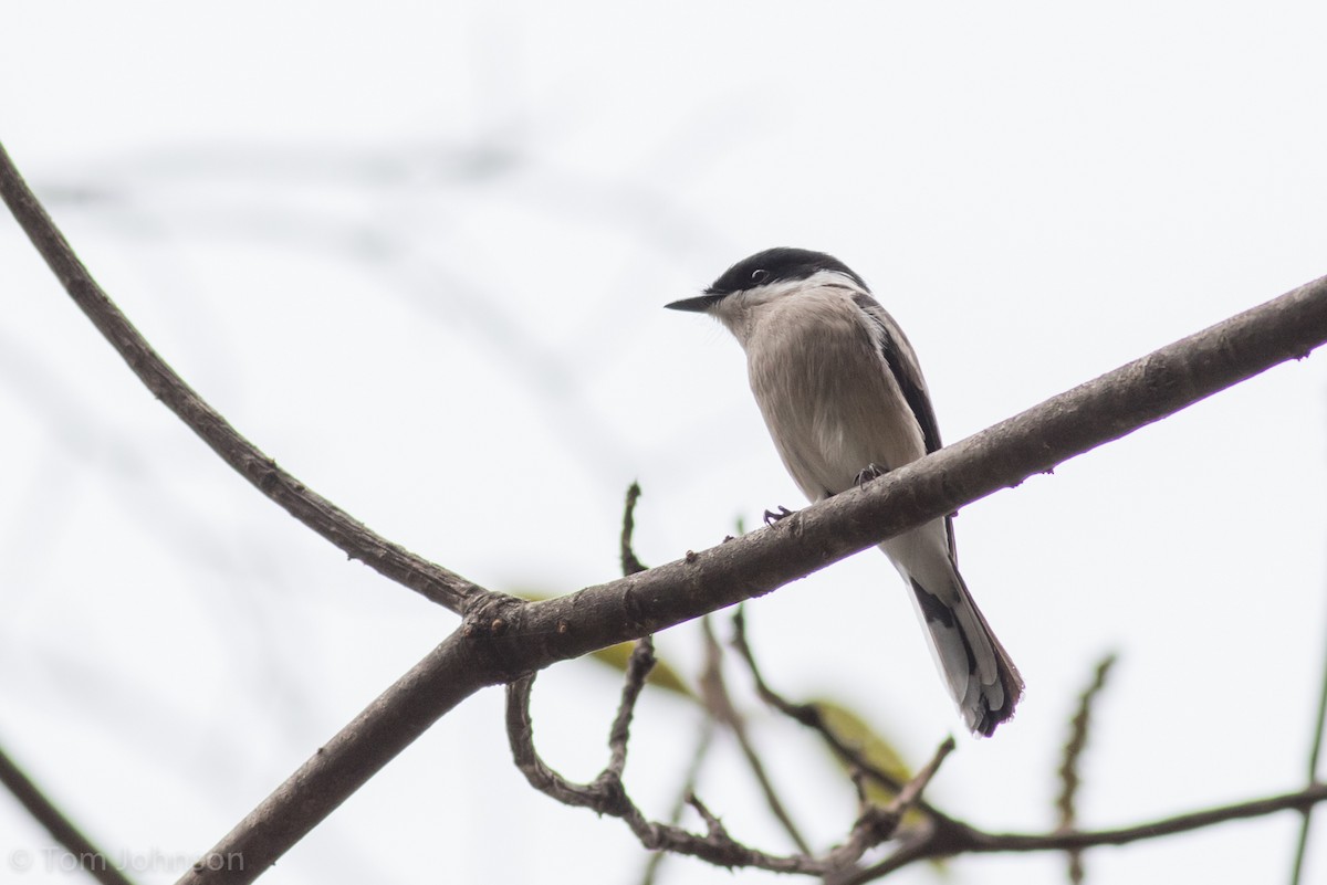 Bar-winged Flycatcher-shrike - ML140746121