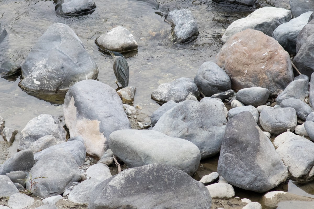 Striated Heron - ML140746151