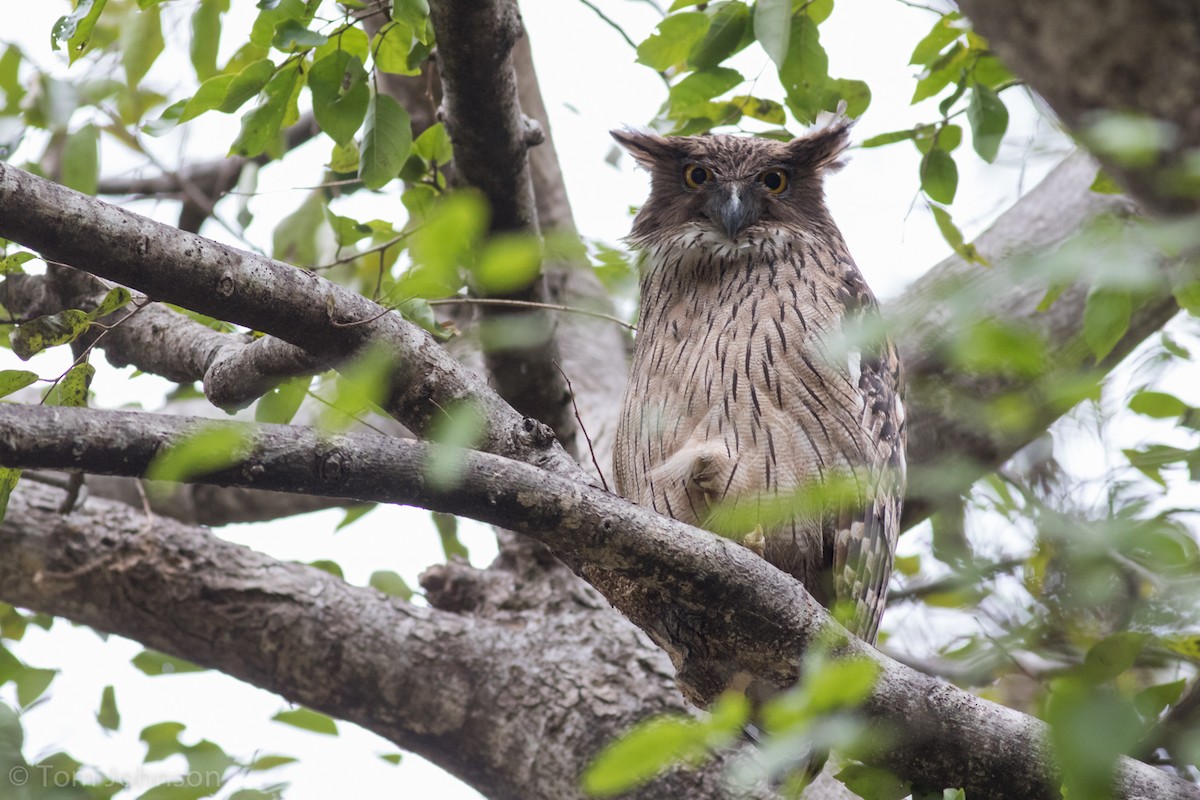 Brown Fish-Owl - ML140746231