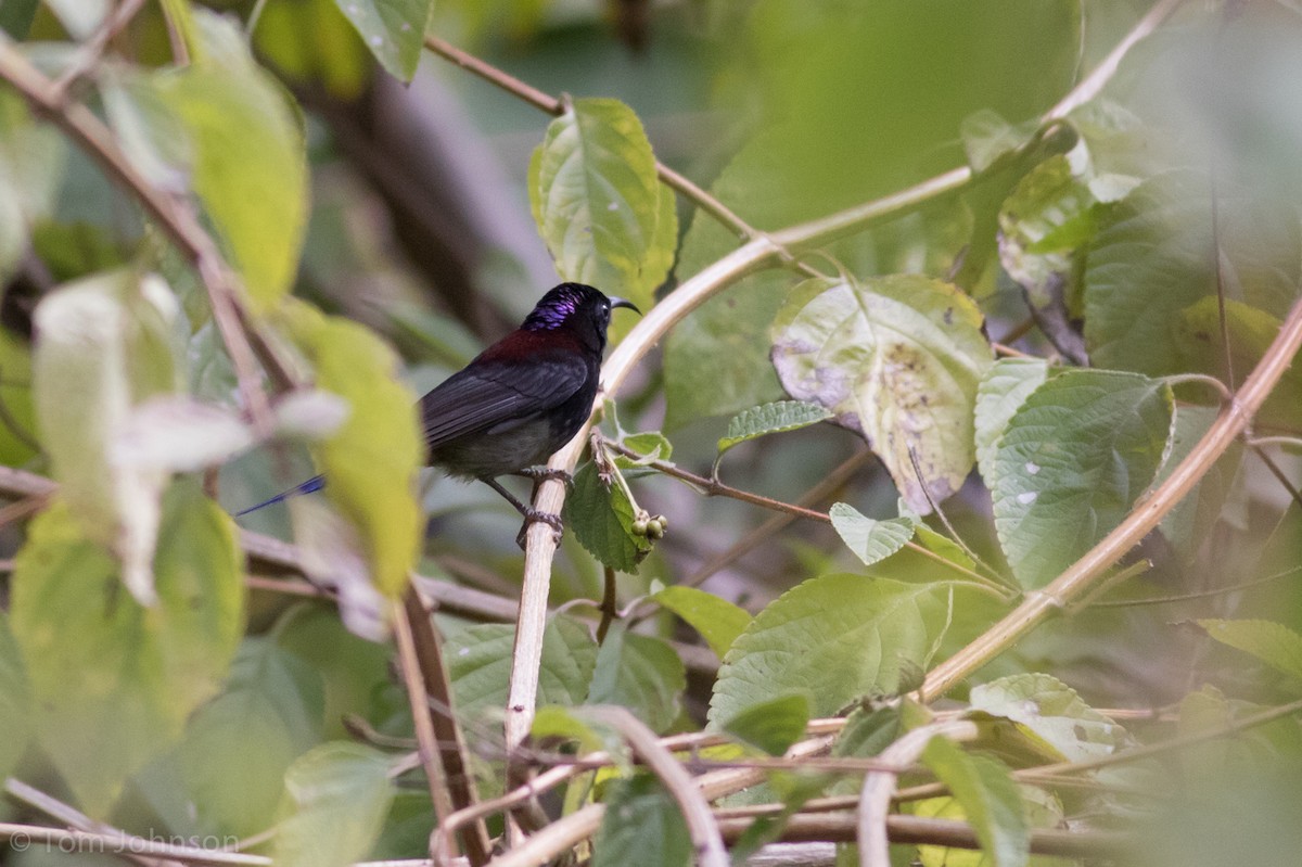 Black-throated Sunbird - ML140746411