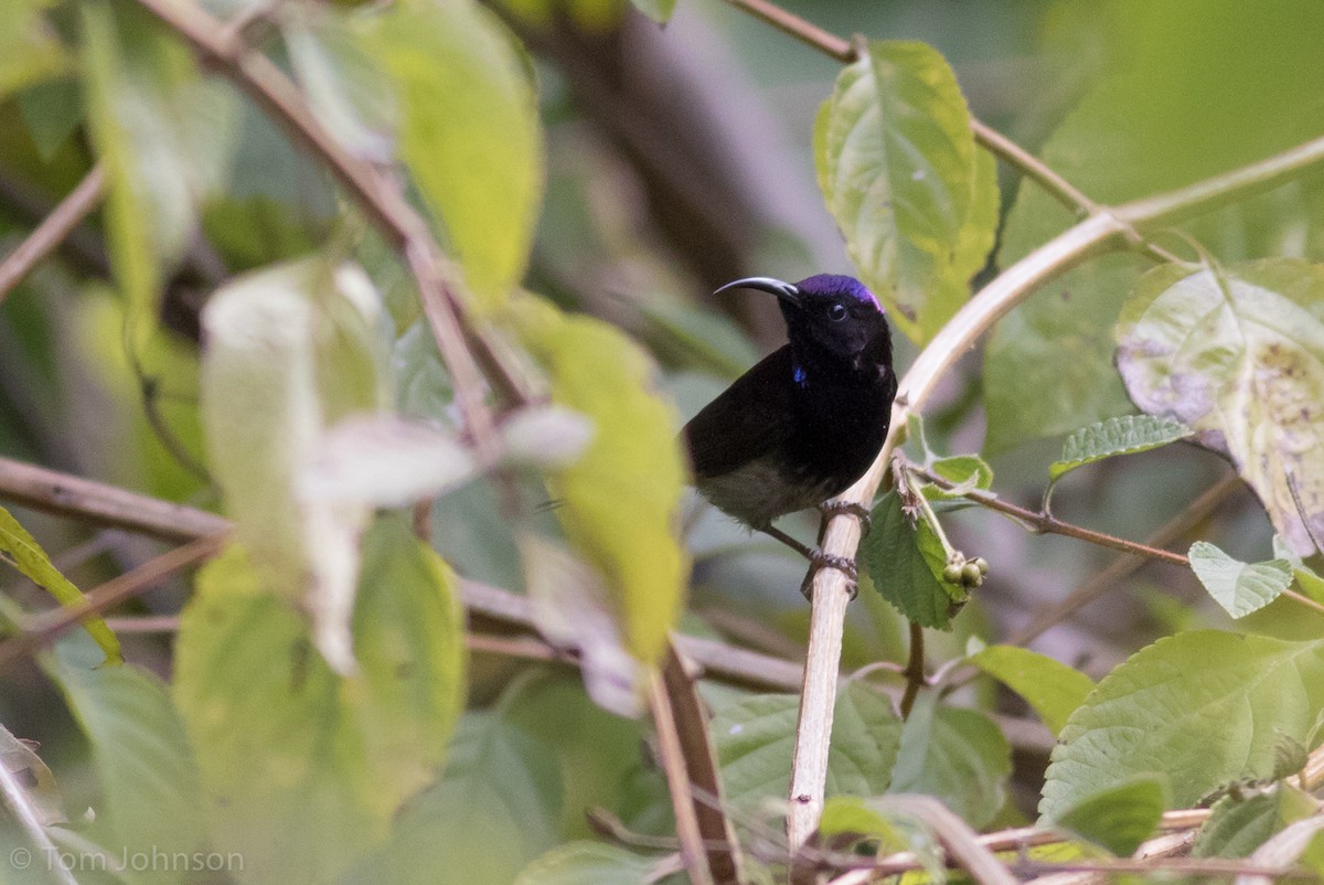 Black-throated Sunbird - ML140746441