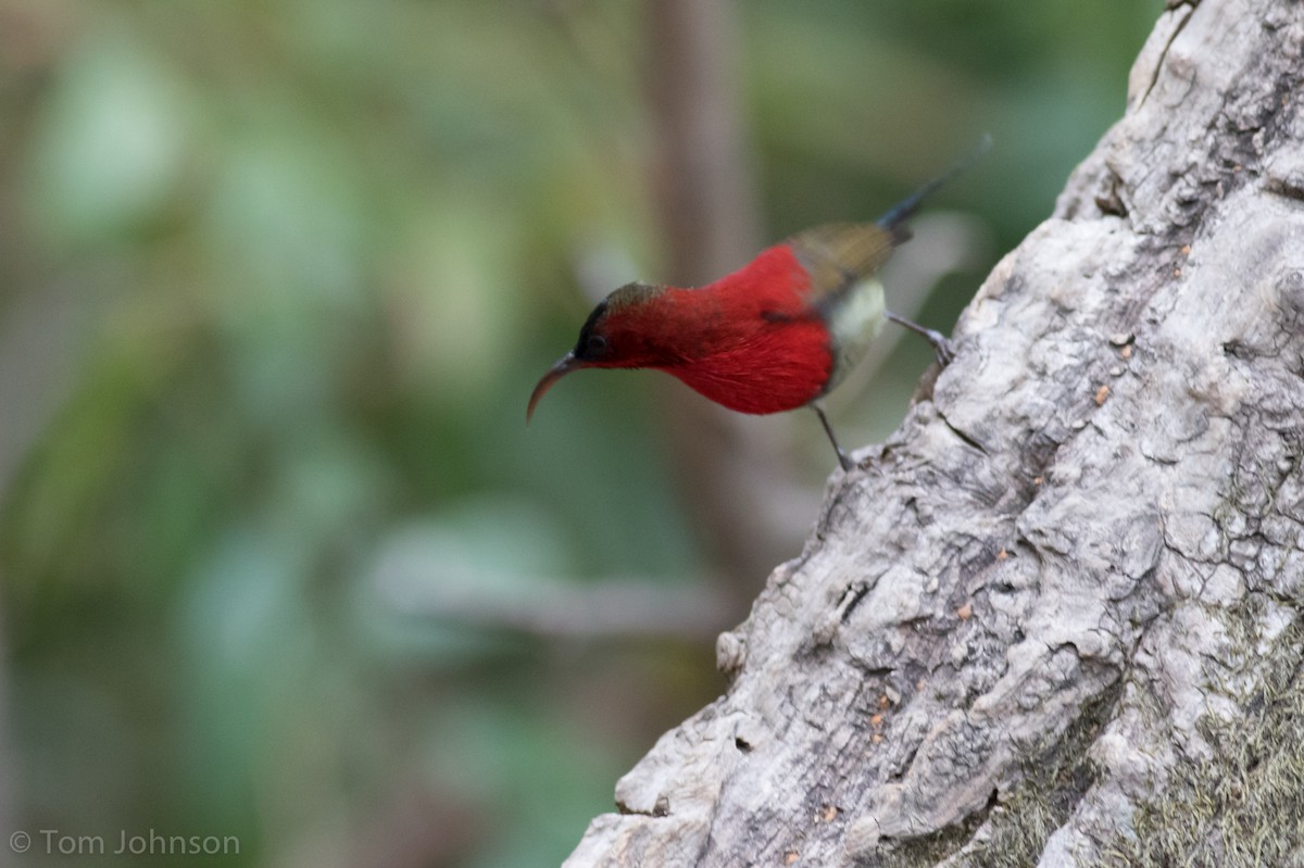 Crimson Sunbird - ML140746591