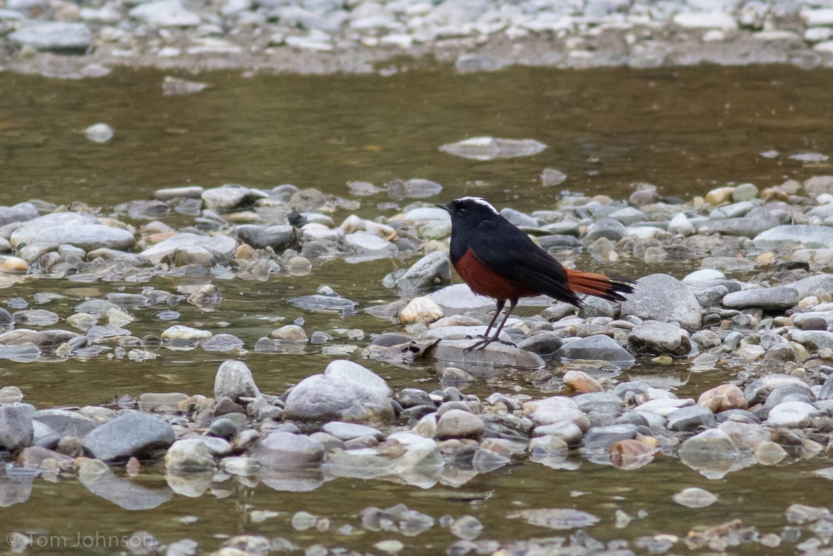 White-capped Redstart - ML140746781