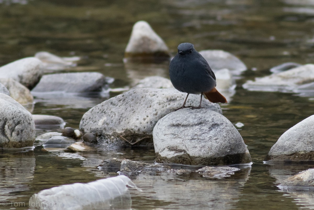 Plumbeous Redstart - ML140746801