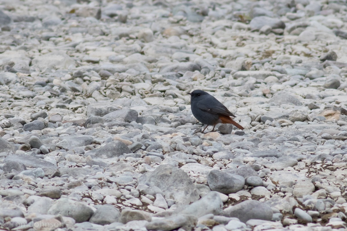 Plumbeous Redstart - Tom Johnson