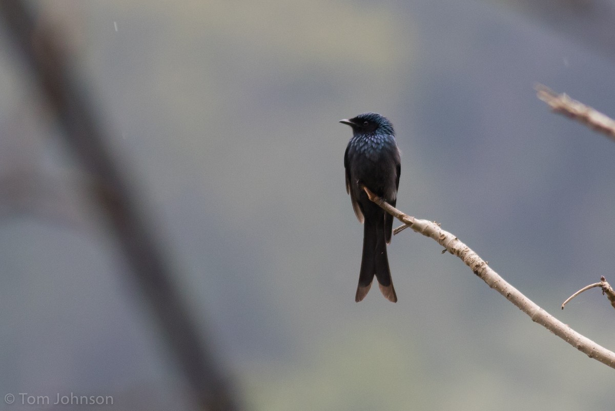 Bronzed Drongo - Tom Johnson