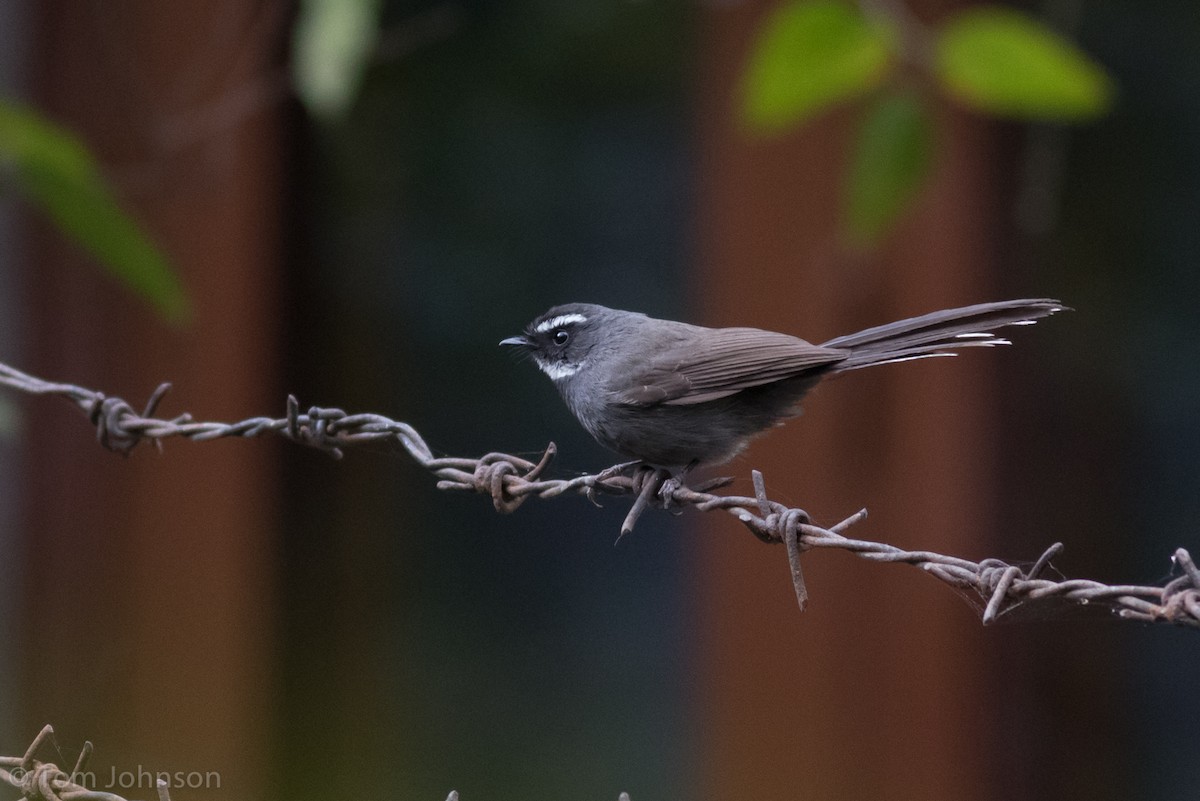 White-throated Fantail - ML140746931