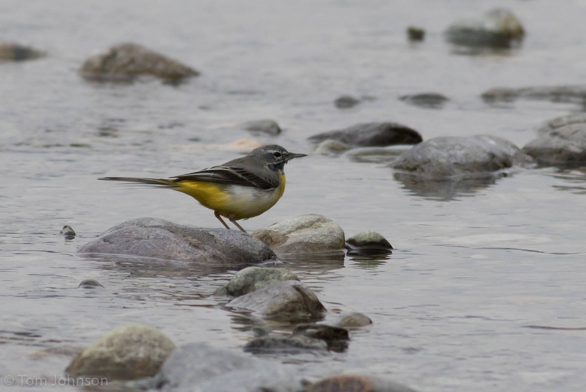 Gray Wagtail - ML140746971