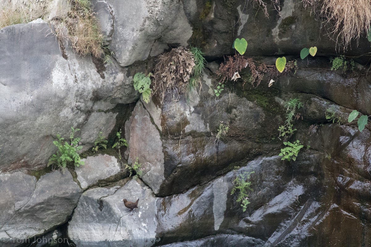 Brown Dipper - ML140746981