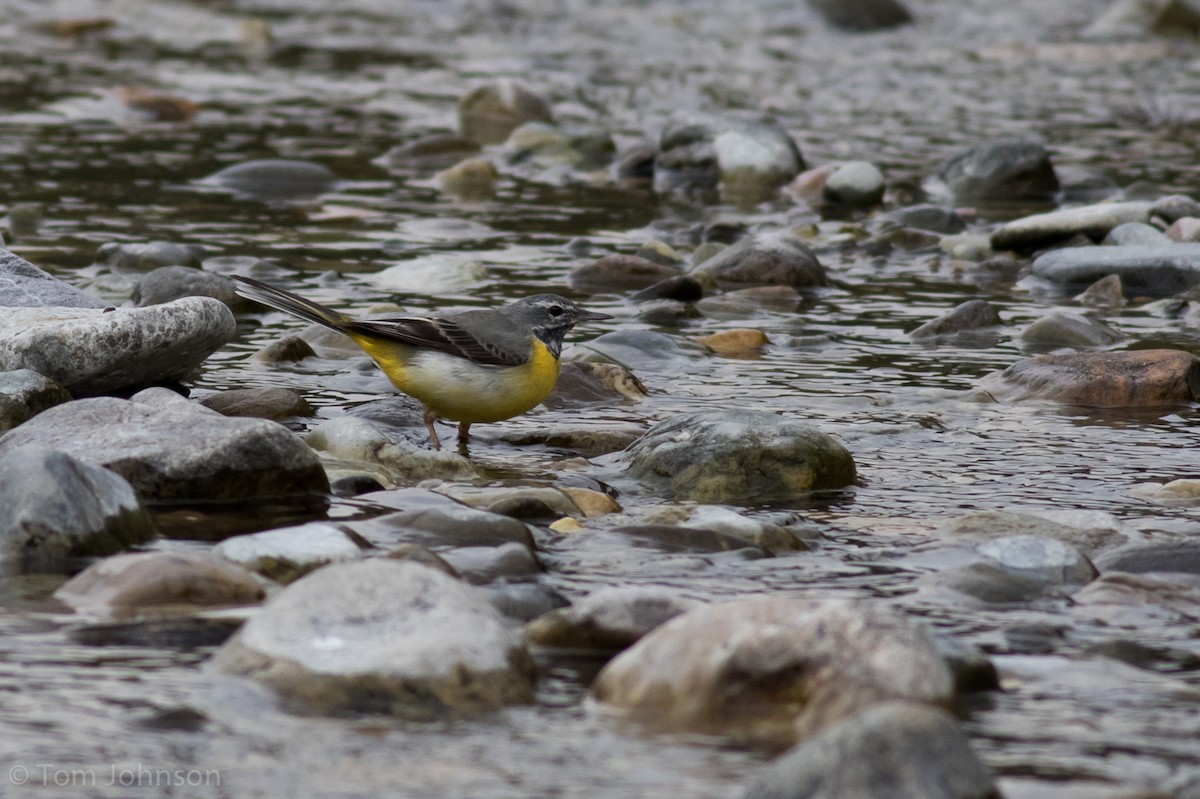 Gray Wagtail - ML140746991