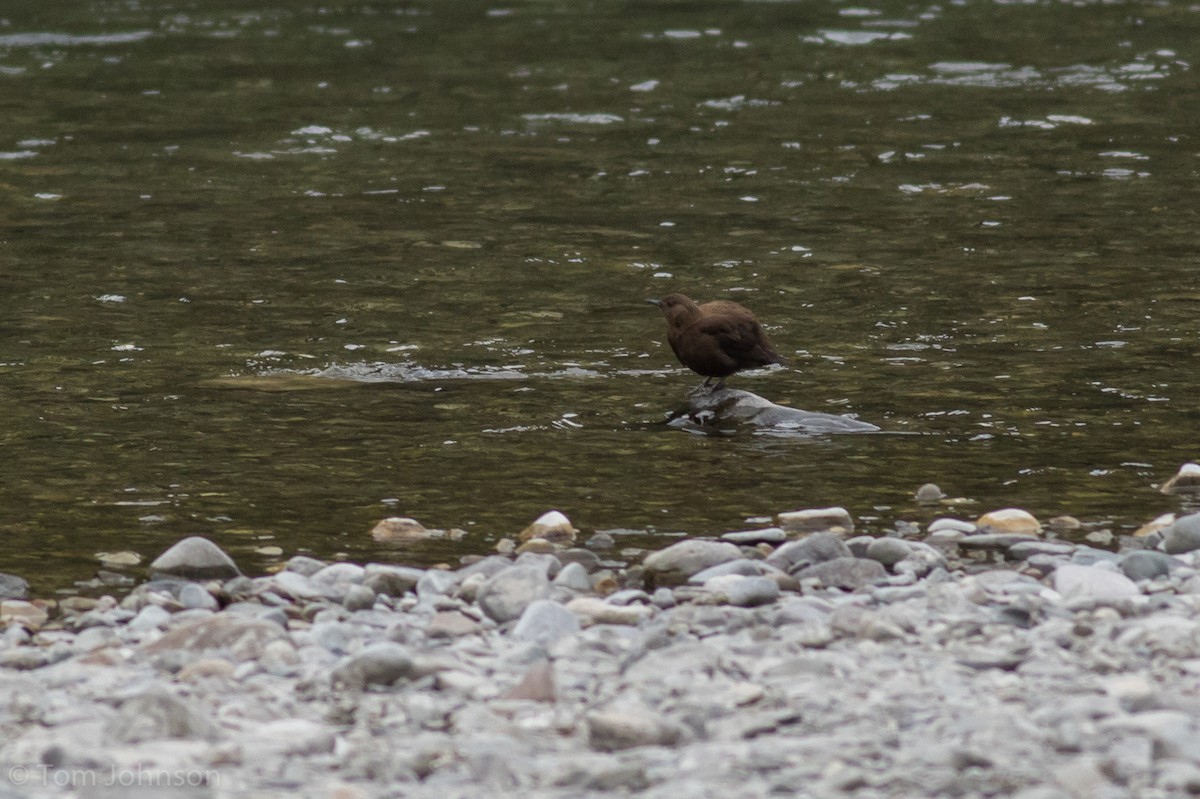 Brown Dipper - ML140747001