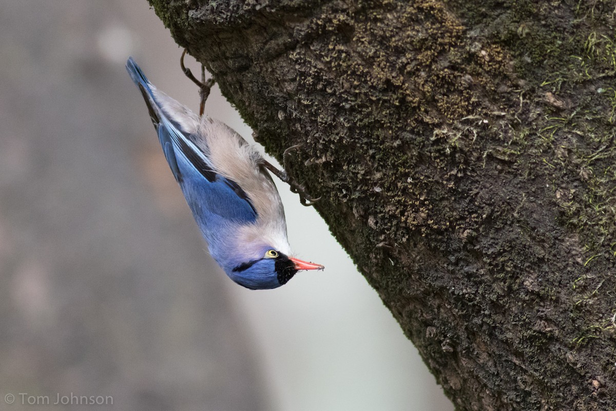 Velvet-fronted Nuthatch - ML140747121