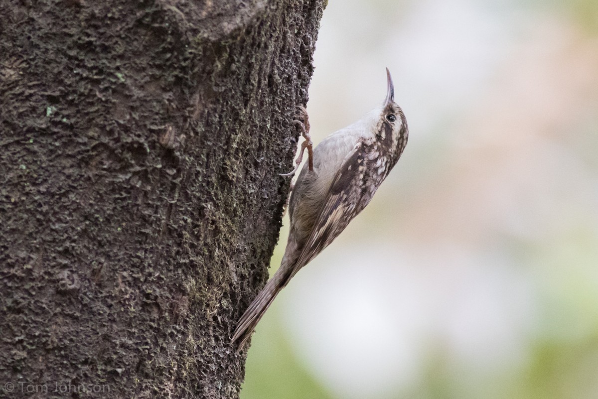 Bar-tailed Treecreeper - Tom Johnson
